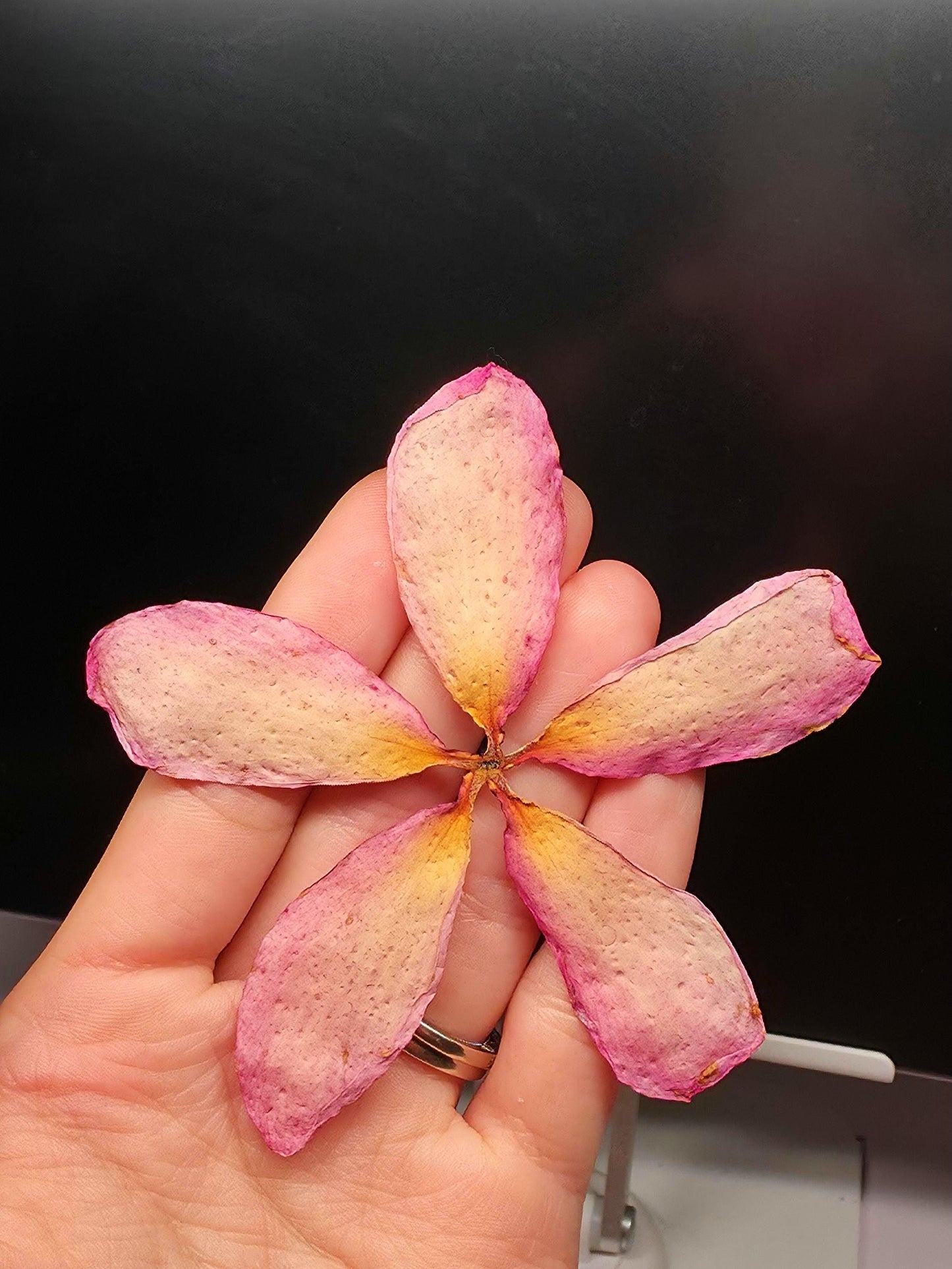 Light Pink-Yellow Real Plumeria Flower Necklace