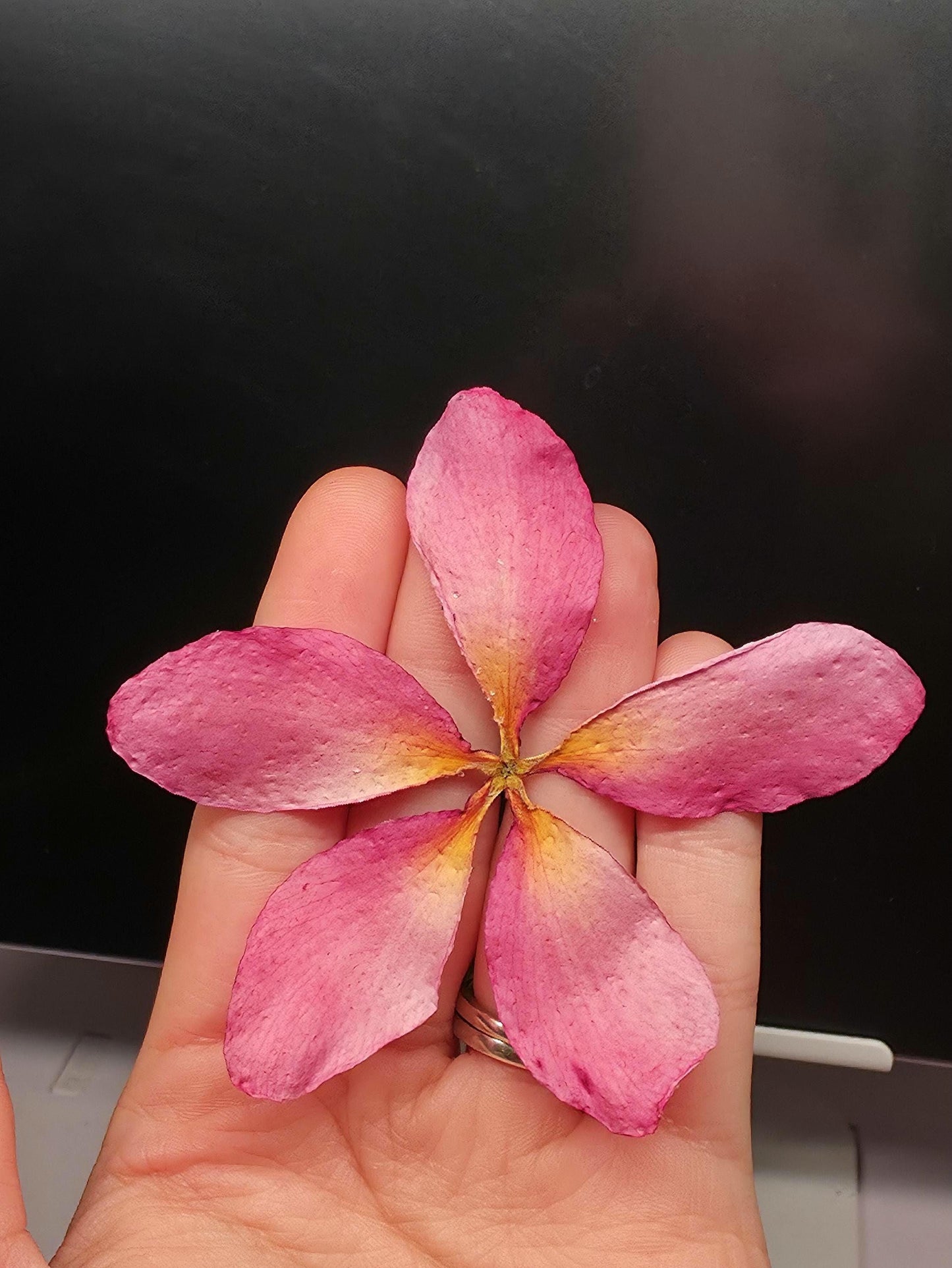 Light Pink-Yellow Real Plumeria Flower Necklace