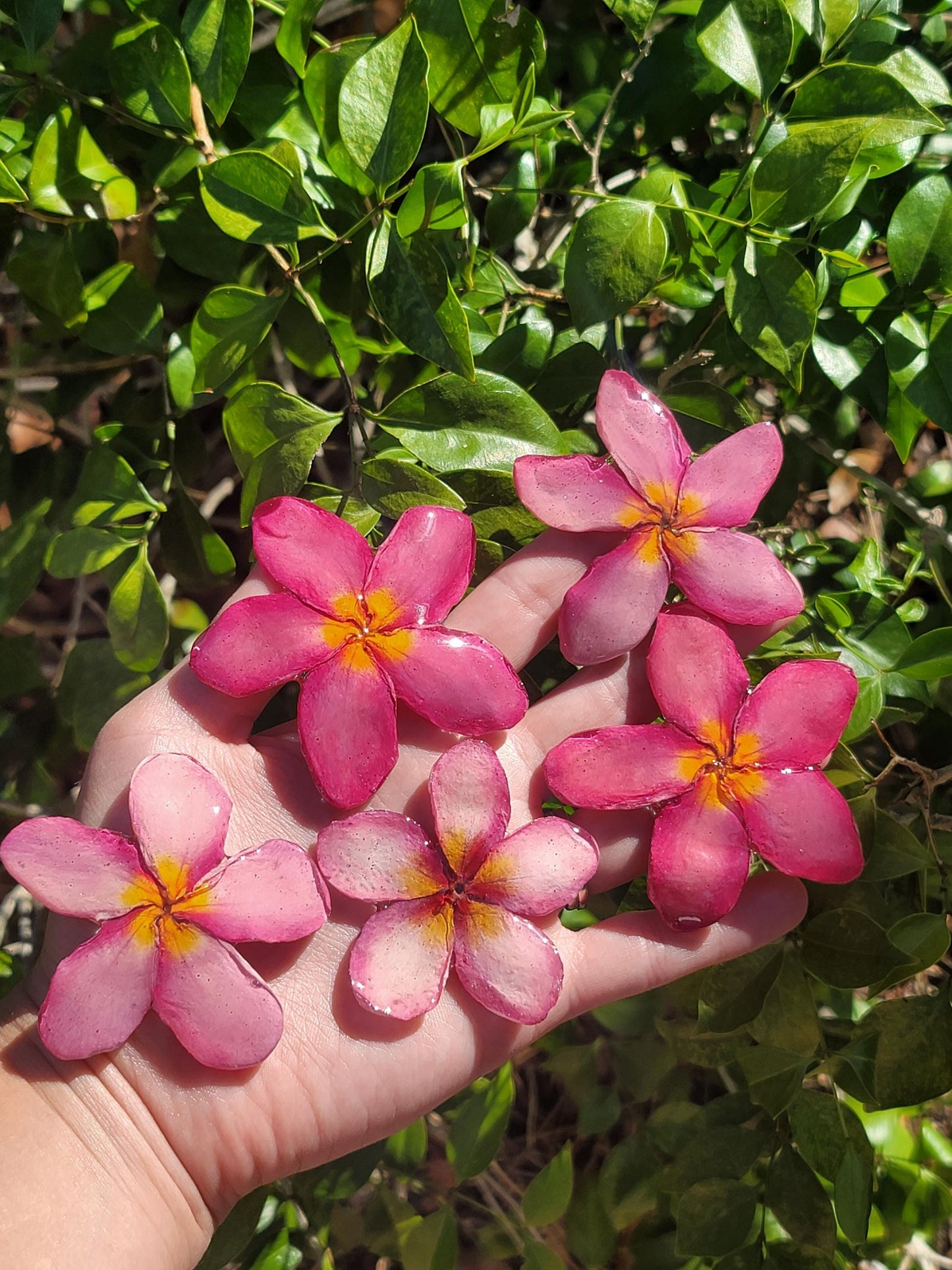 Light Pink Real Plumeria Flower Necklace