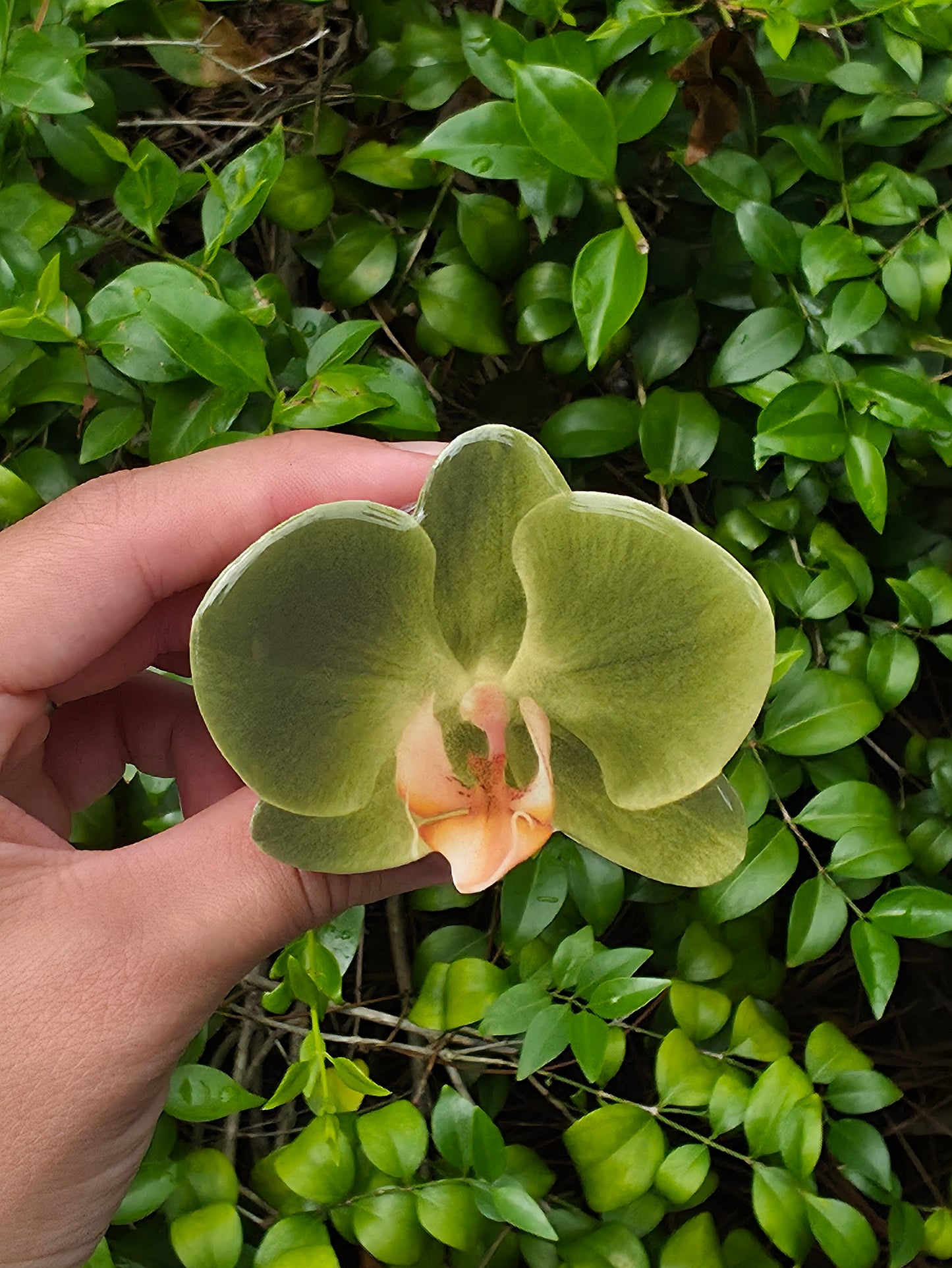 Green Phalaenopsis Orchid flower phone grip